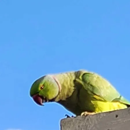 Apartmán Mariposa *
